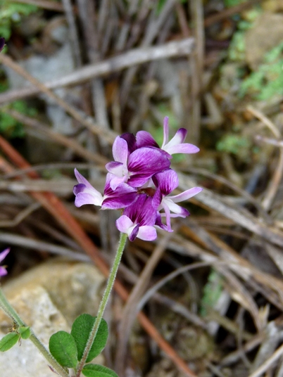 {Lespedeza procumbens}